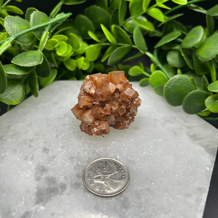 Aragonite Clusters (M)