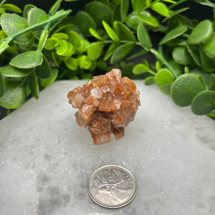 Aragonite Clusters (M)