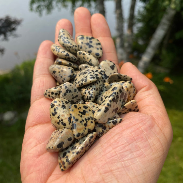 Dalmatian Jasper Tumbled Stones