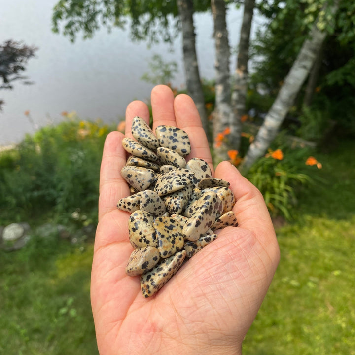 Dalmatian Jasper Tumbled Stones