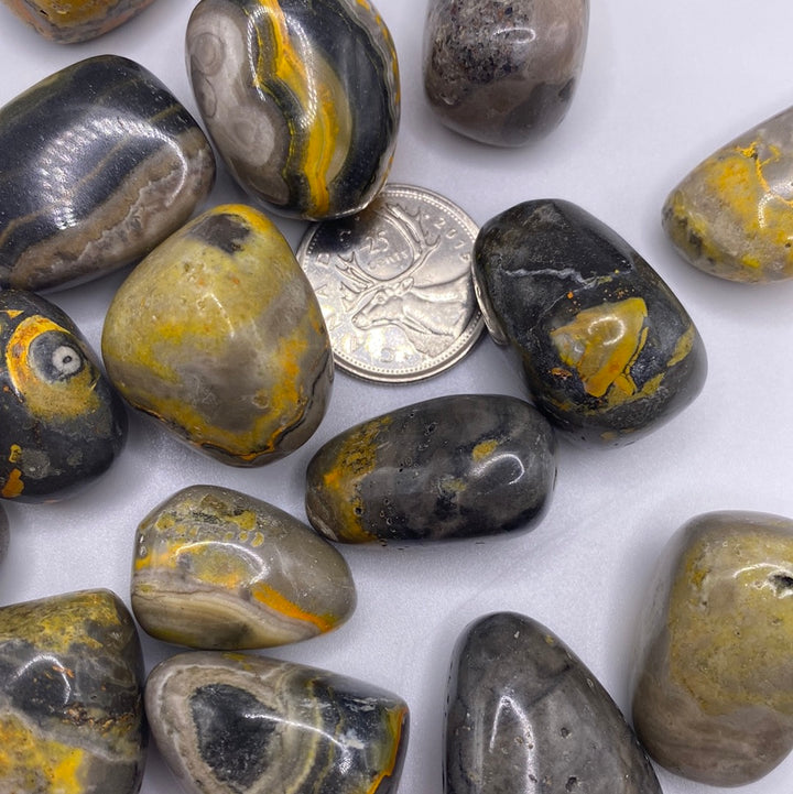 Bumble Bee Jasper High Quality Tumbled (L)