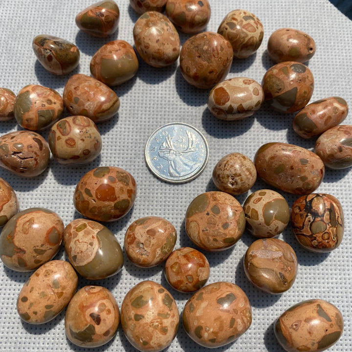 Leopard Skin Tumbled (S-M)