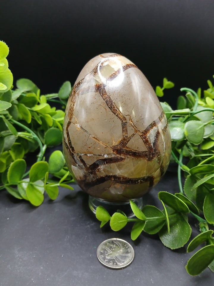 Septarian Egg (2 lb)