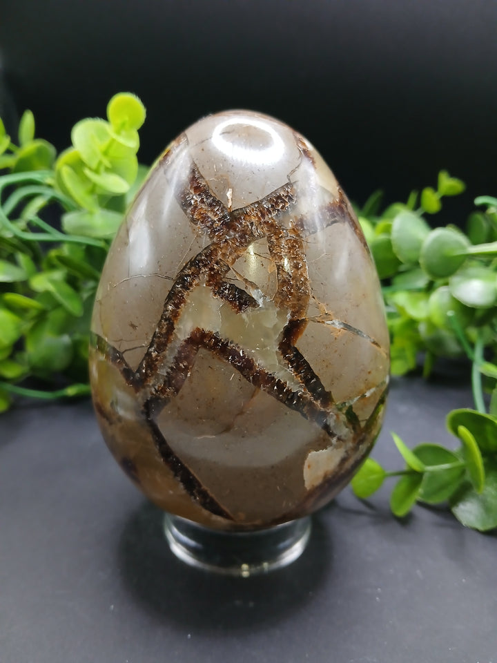 Septarian Egg (2 lb)