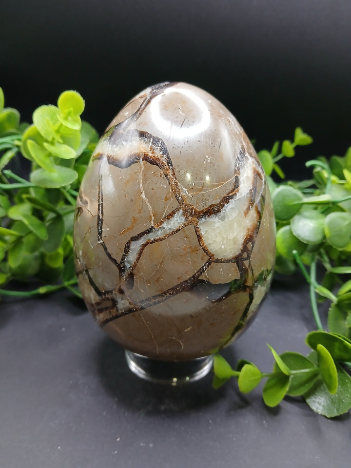 Septarian Egg (2.75 lb)