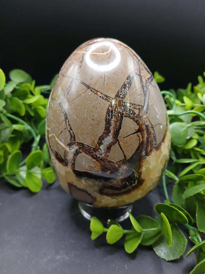 Septarian Egg (2.75 lb)