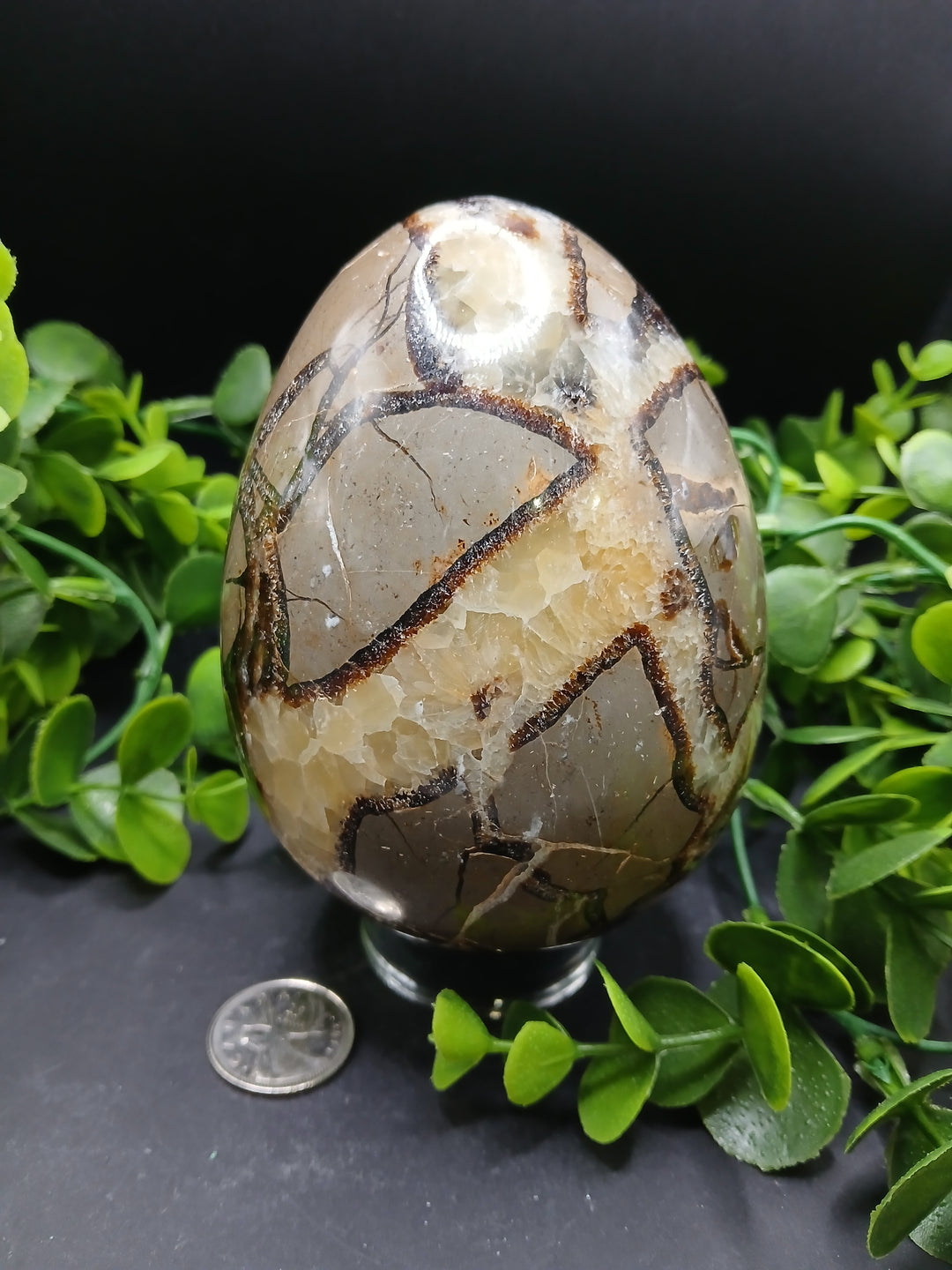 Septarian Egg (2.75 lb)