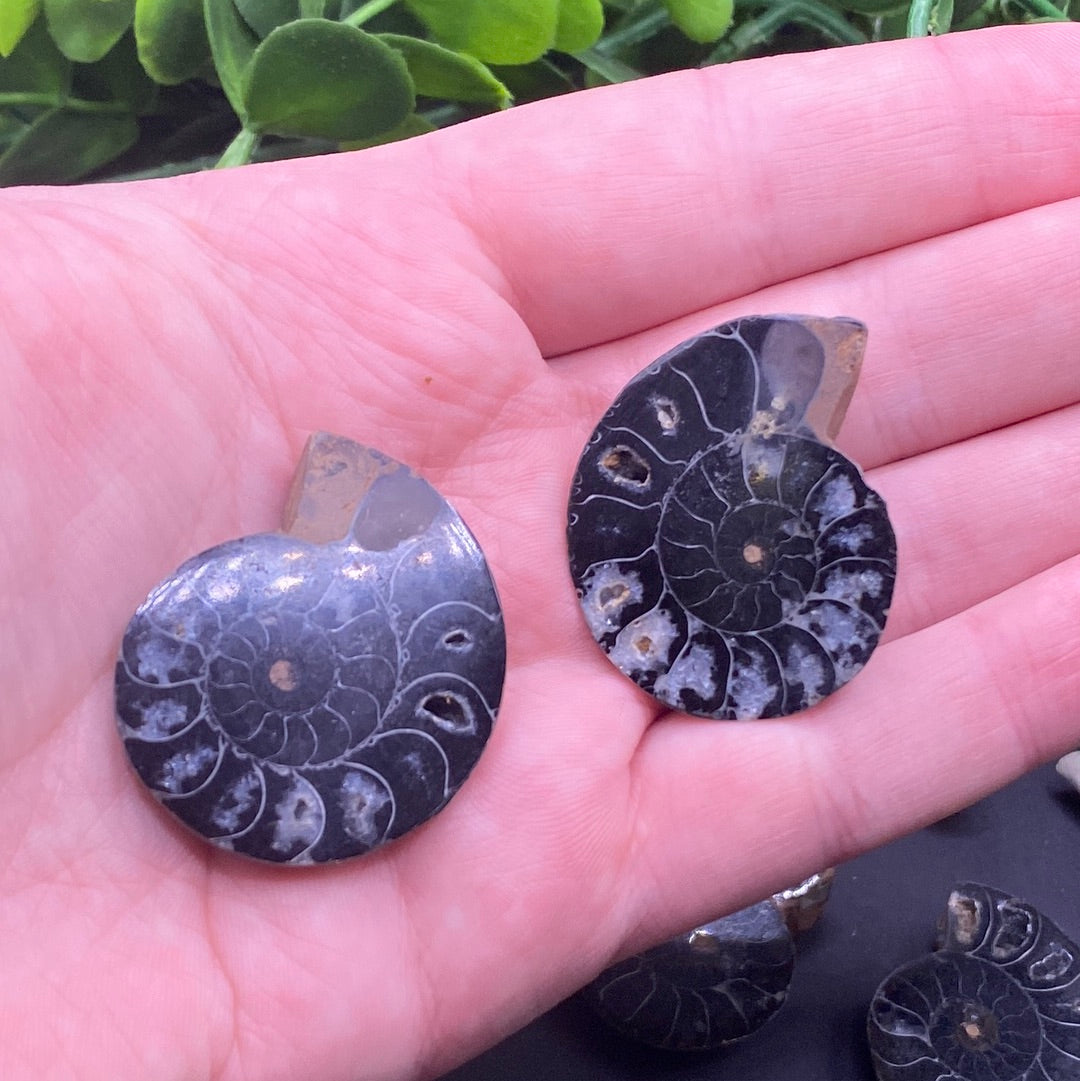 Ammonite Fossil Pairs