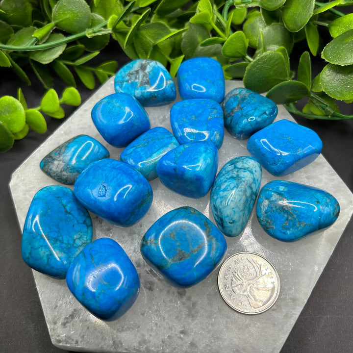 Turquoise Howlite Tumbled Stone (M-L)