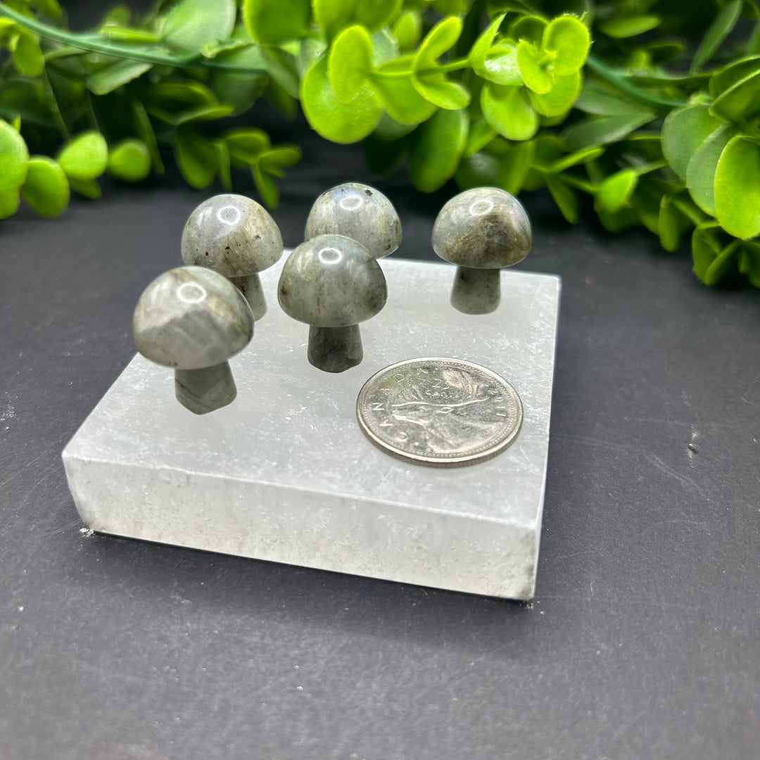 Labradorite Mini Mushroom