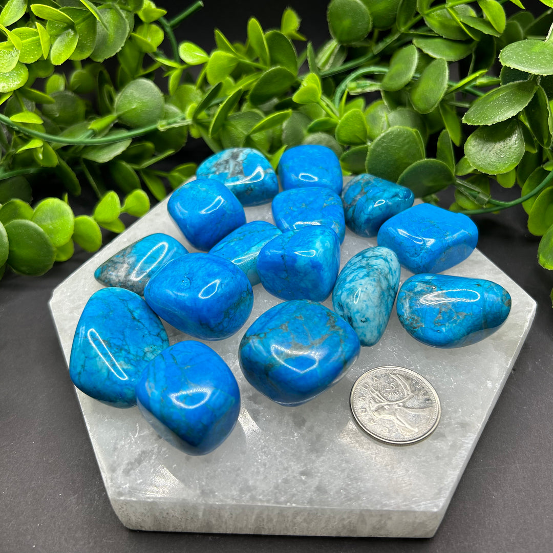 Turquoise Howlite Tumbled Stone (M-L)