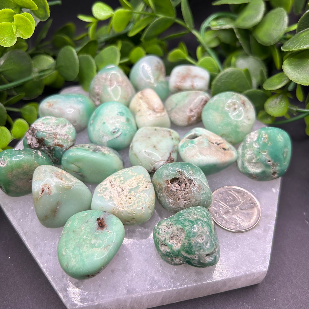 Chrysoprase Tumbled Stone (M-L)