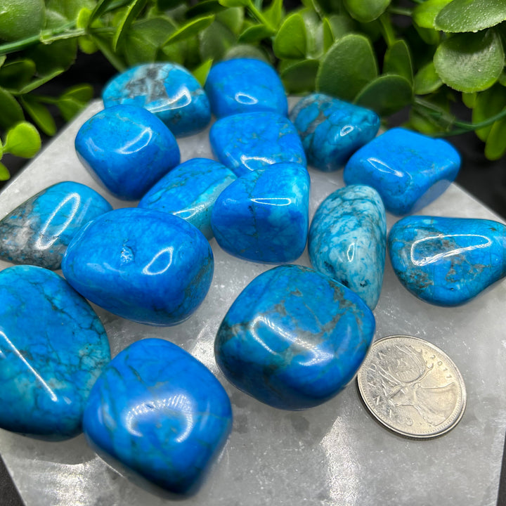 Turquoise Howlite Tumbled Stone (M-L)