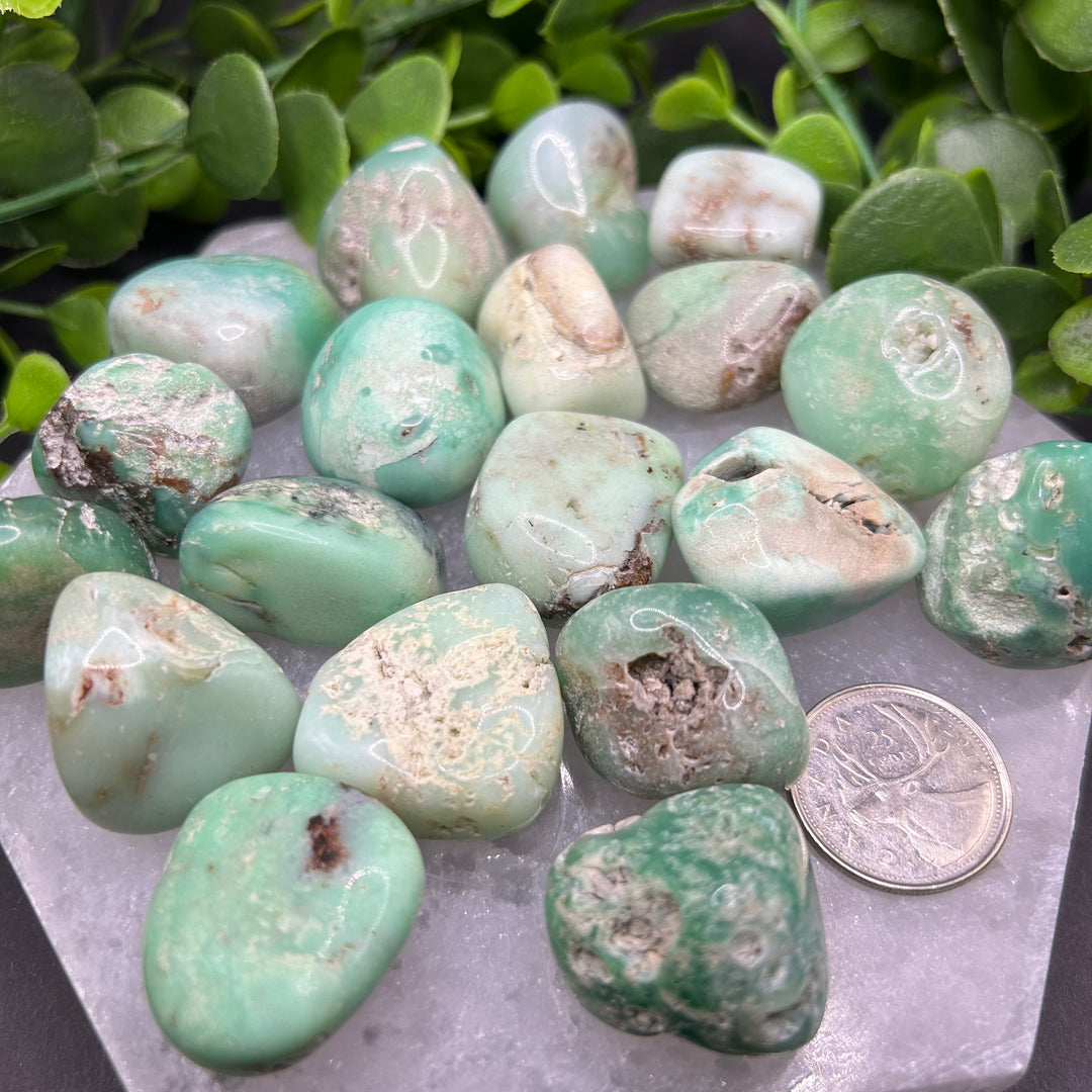 Chrysoprase Tumbled Stone (M-L)