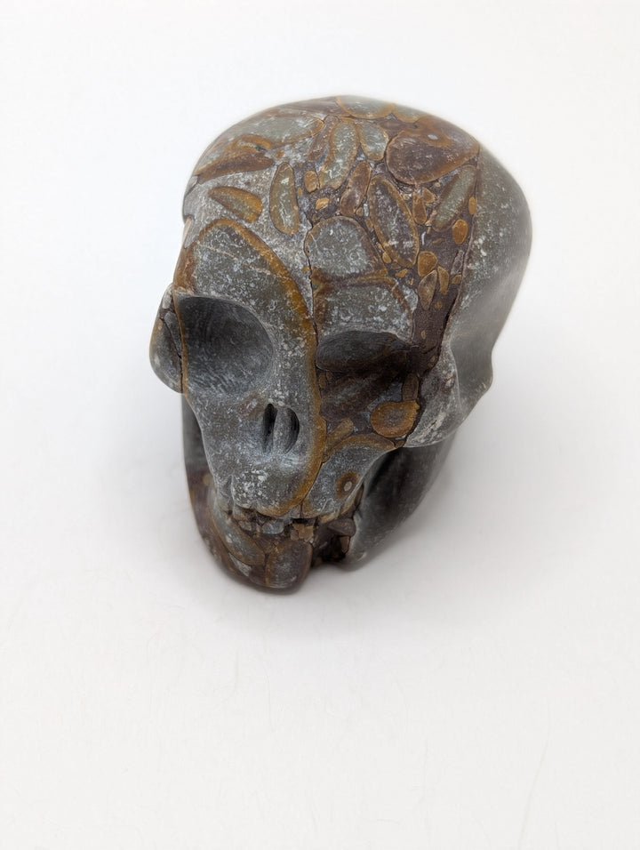 Shell Fossil Skull Carving