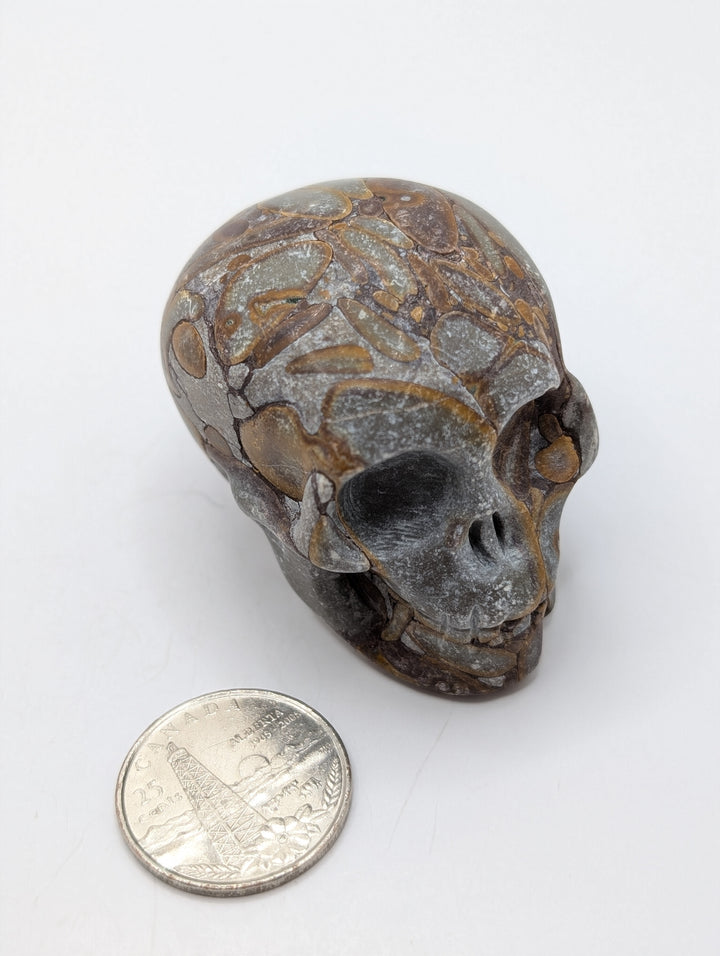 Shell Fossil Skull Carving