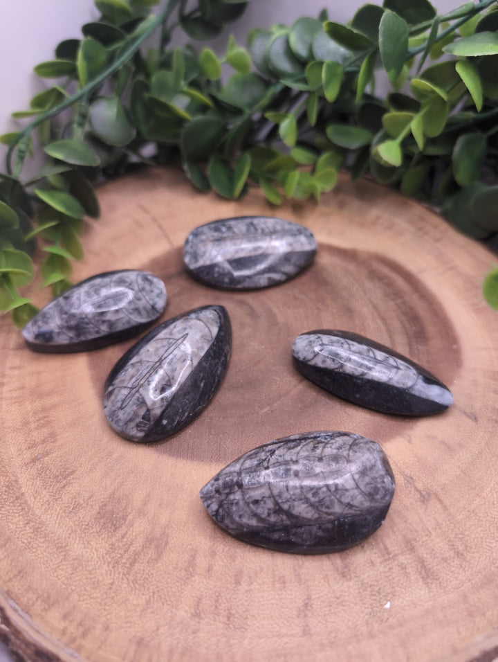 Fossil Orthoceras