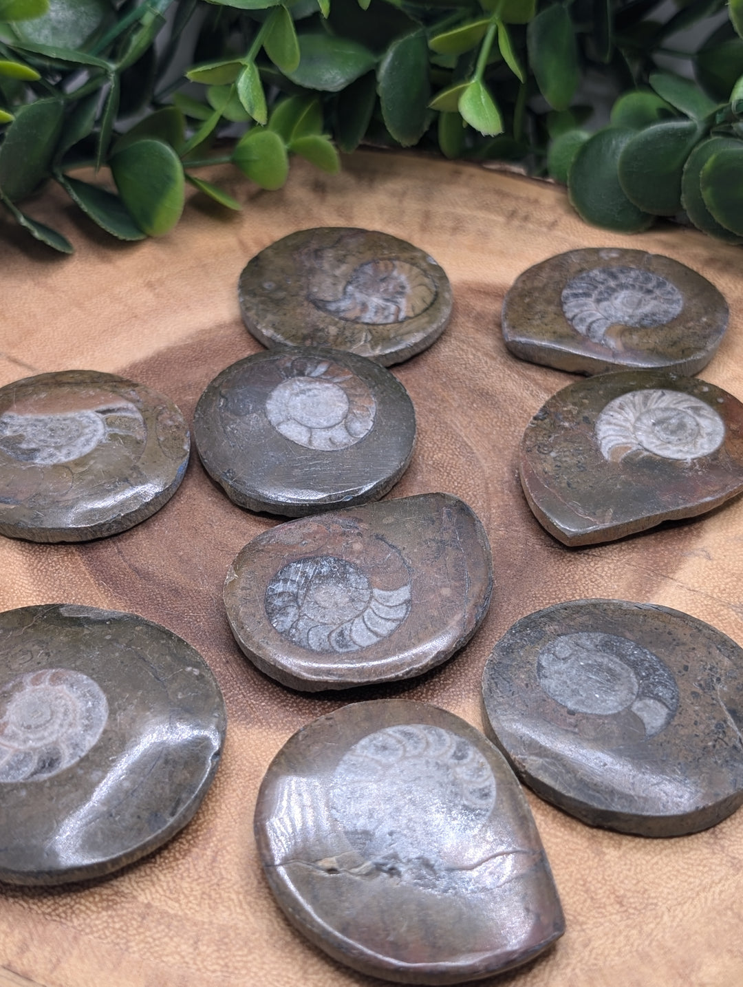Ammonite Fossil