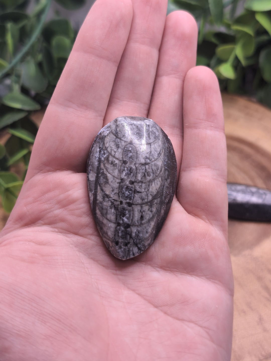 Fossil Orthoceras