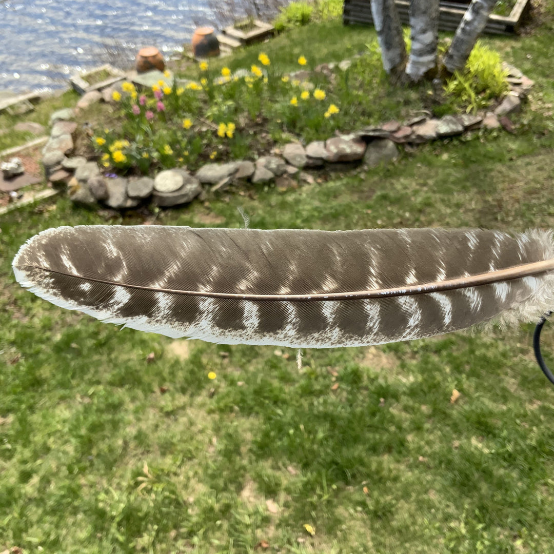 Turkey Smudging Feather