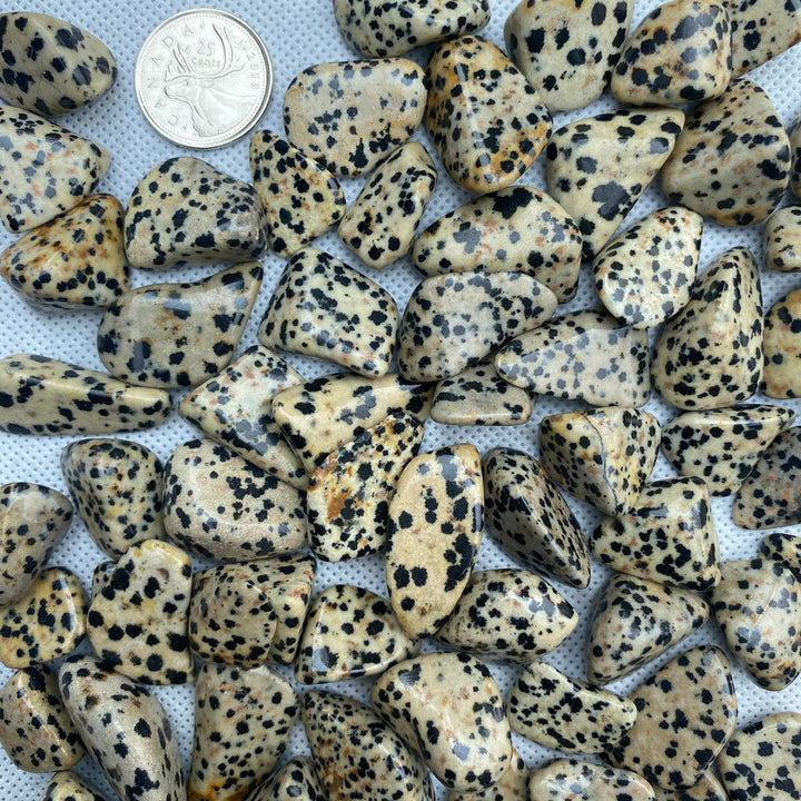 Dalmatian Jasper Tumbled Stones (lb)