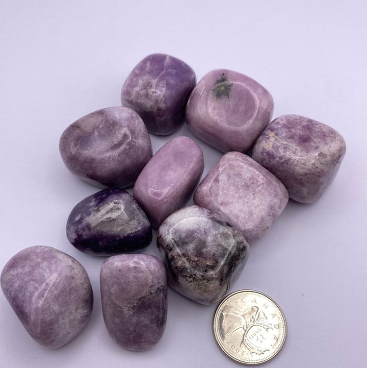 Lepidolite Tumbled Stones (lb)