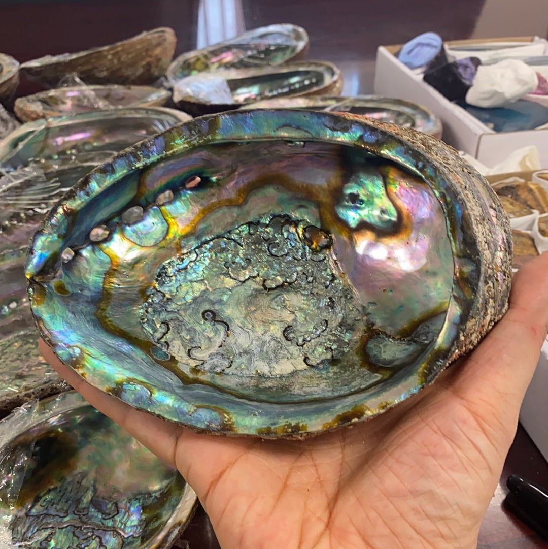 Abalone Shell for Smudging