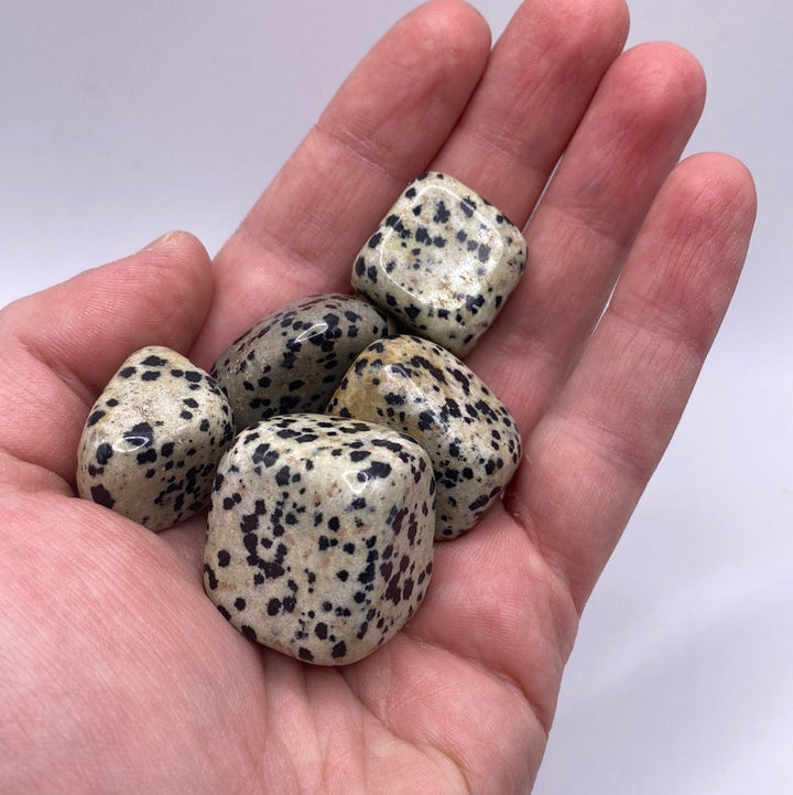 Dalmatian Jasper Tumbled Stones (lb)